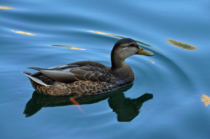 Central Park Duck