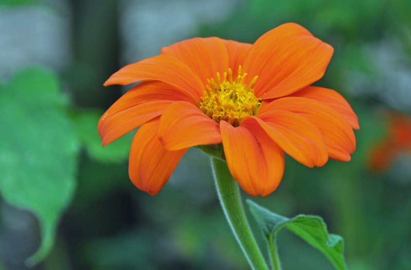 Clark Botanic Garden