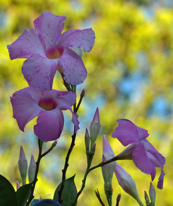 Longwood Gardens