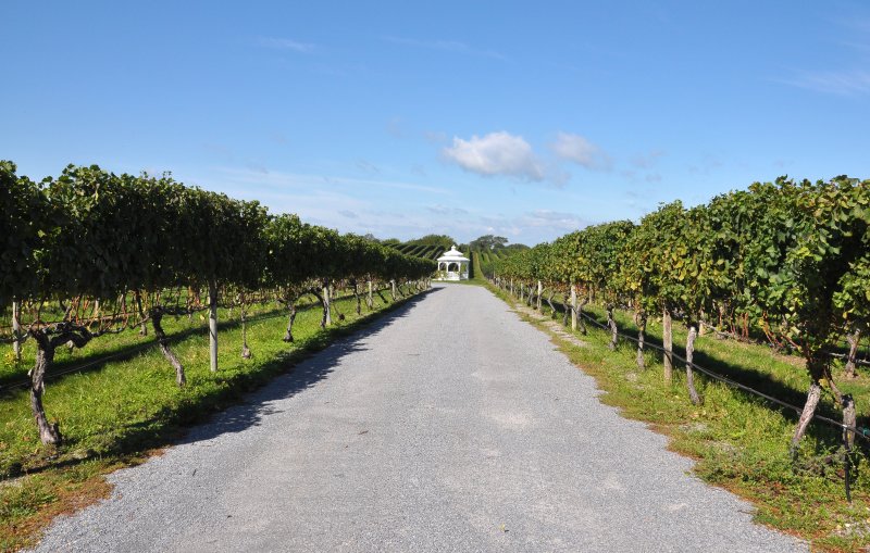 Pellegrini Vineyards