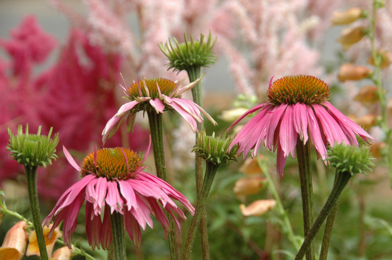 Bailely Arboretum