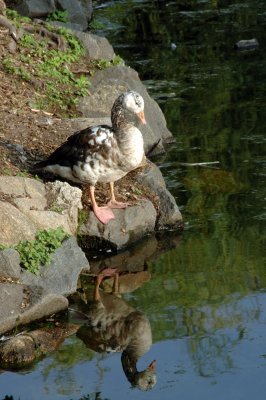 Hecksher Park