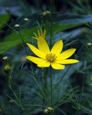 Bailey Arboretum