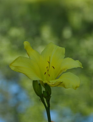 Old Westbury Gardens