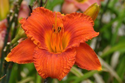 Planting Fields Arboretum