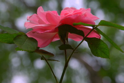 Old Westbury Gardens