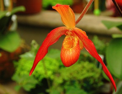 Martin Viette Nursery