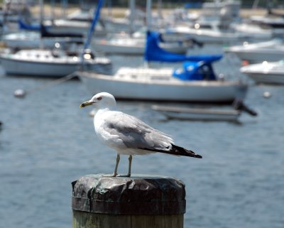 Northport Harbor
