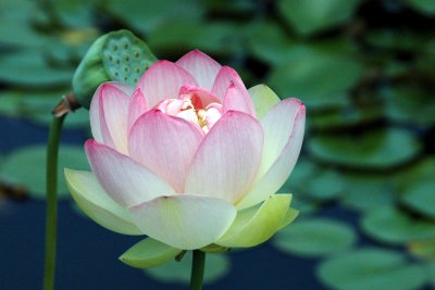 Brooklyn Botanic Garden