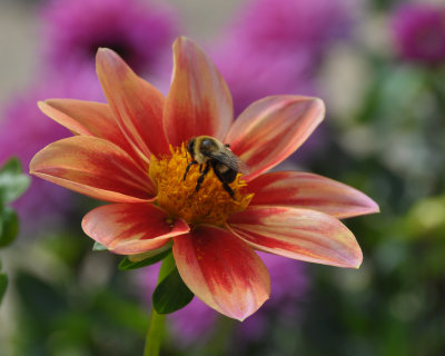 Planting Fields Arboretum