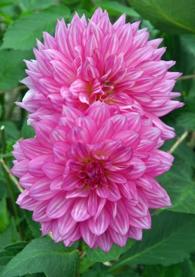 Planting Fields Arboretum