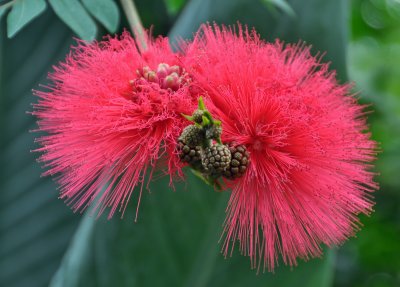 Planting Fields Arboretum