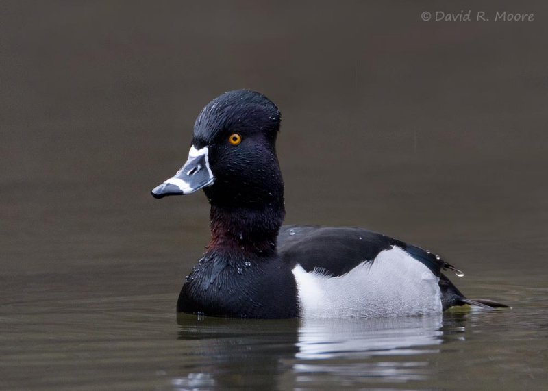 Ring-necked Duck