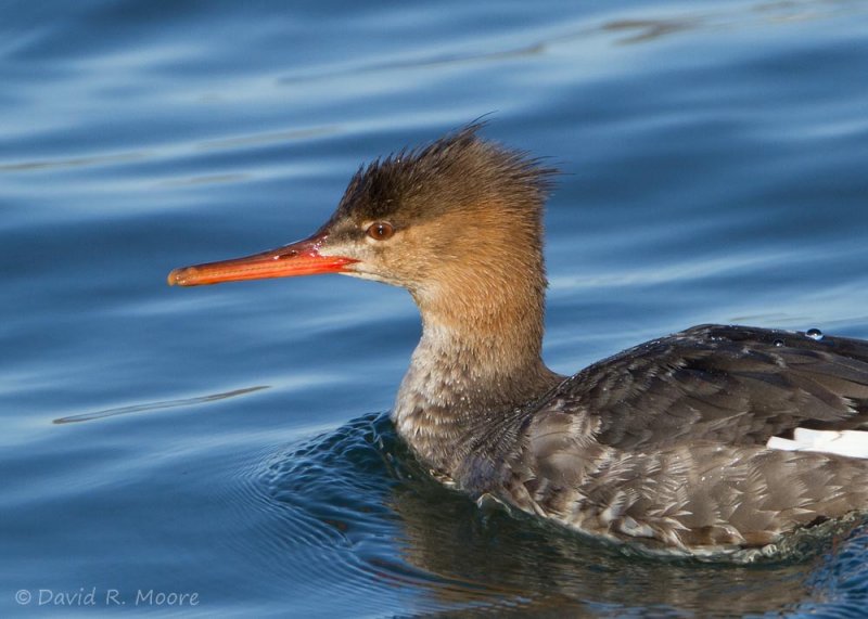 Red-breasted Merganser, female