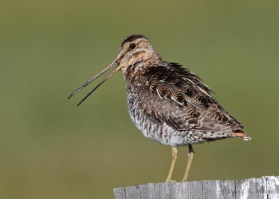 Wilson's Snipe