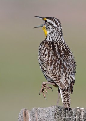 Western Meadowlark