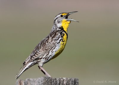 Western Meadowlark