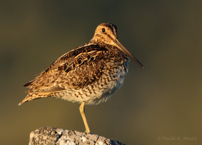 Wilson's Snipe