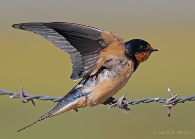 Barn Swallow