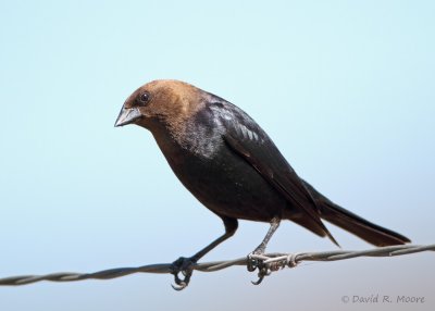 Brown-headed Cowbird, male