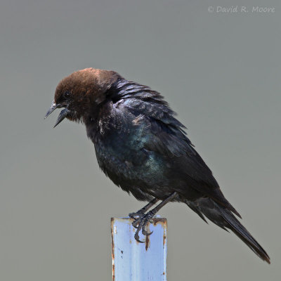 Brown-headed Cowbird, male