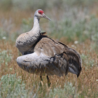 Sandhill Crane