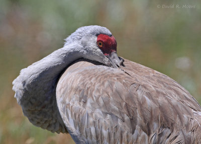 Sandhill Crane