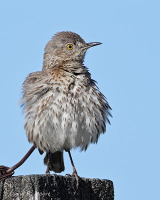 Sage Thrasher