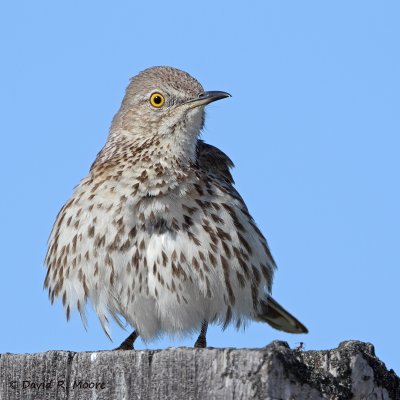 Sage Thrasher