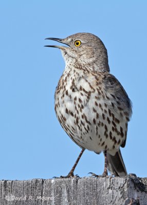 Sage Thrasher