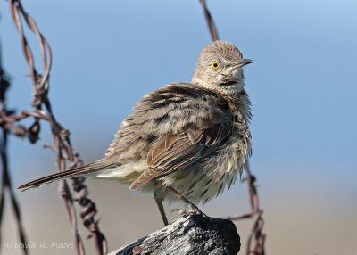 Sage Thrasher