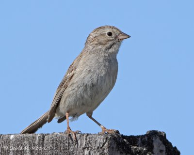 Brewer's Sparrow