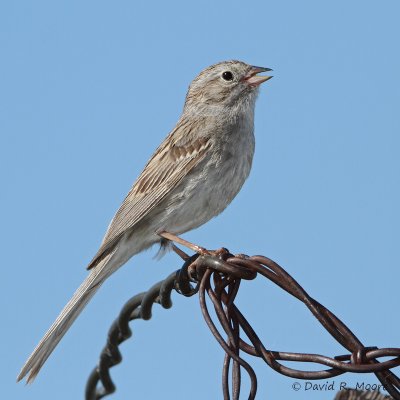 Brewer's Sparrow