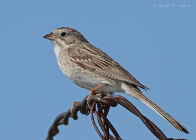 Brewer's Sparrow