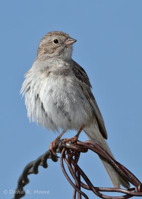Brewer's Sparrow