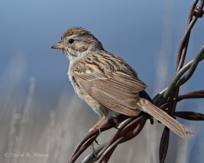 Brewer's Sparrow