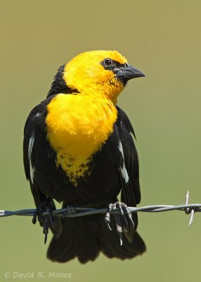 Yellow-headed Blackbird, male