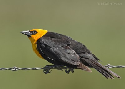 Yellow-headed Blackbird, male