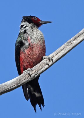 Lewis's Woodpecker