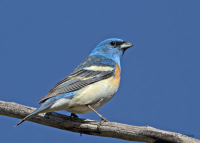 Lazuli Bunting, male