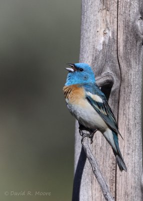 Lazuli Bunting, male