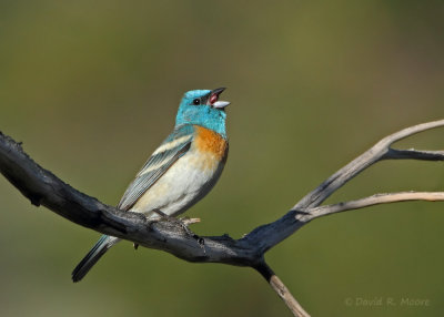 Lazuli Bunting, male