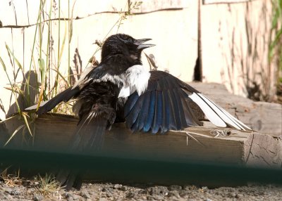 Black-billed Magpie