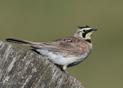Horned Lark