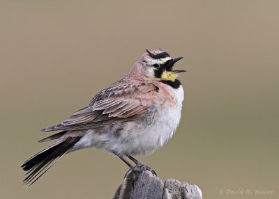 Horned Lark