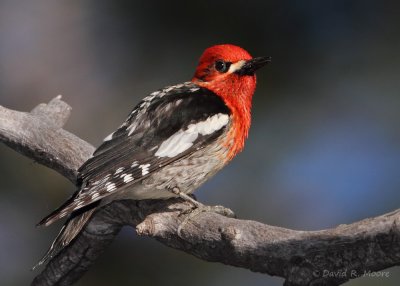 Red-breasted Sapsucker