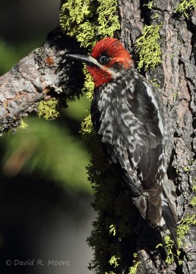Red-breasted Sapsucker