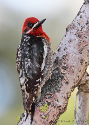 Red-breasted Sapsucker