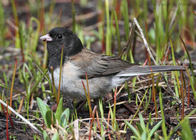 Dark-eyed Junco