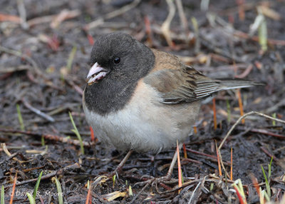 Dark-eyed Junco